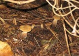 Tapinella atrotomentosa image