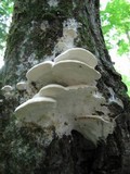 Oxyporus populinus image