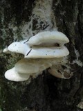 Oxyporus populinus image