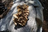 Bondarzewia occidentalis image