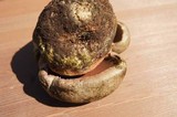 Boletus haematinus image