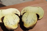 Boletus haematinus image