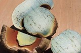 Boletus haematinus image