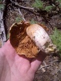Cortinarius caperatus image