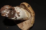 Cortinarius caperatus image