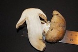 Cortinarius caperatus image