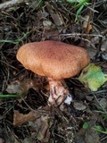 Cortinarius armillatus image