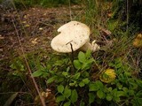 Leccinum holopus image