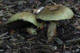 Agaricus comtuliformis image