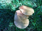 Boletus chrysenteron image
