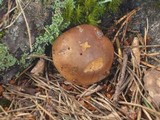 Imleria badia image