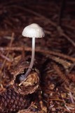 Mycena subcana image