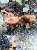 Pholiota squarrosoides image