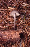 Mycena subcana image