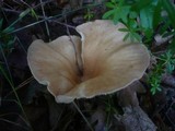 Clitocybe costata image