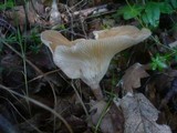Clitocybe costata image