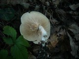 Clitopilus cystidiatus image