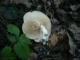 Clitopilus cystidiatus image