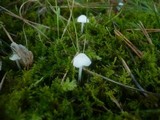 Hemimycena gracilis image