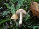 Inocybe fuscidula image