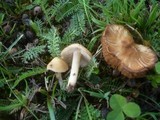 Inocybe fuscidula image