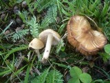 Inocybe fuscidula image