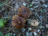 Inocybe lacera image