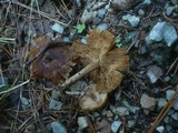 Inocybe lacera image