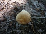 Lactarius chrysorrheus image
