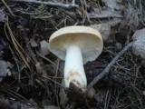 Lactarius chrysorrheus image