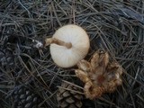 Lepiota subalba image