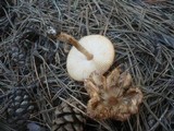 Lepiota subalba image