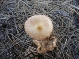 Lepiota subalba image