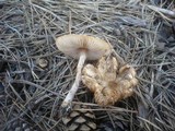Lepiota subalba image