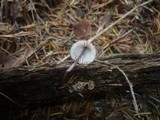 Mycena purpureofusca image