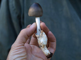 Amanita pachycolea image
