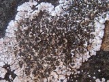 Solenopsora candicans image