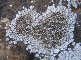 Solenopsora candicans image
