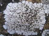 Solenopsora candicans image