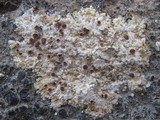 Fulgensia fulgens image