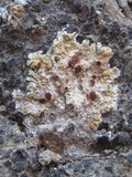 Fulgensia fulgens image