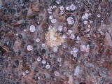 Psora decipiens image