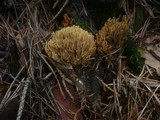 Ramaria flaccida image