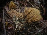 Ramaria flaccida image