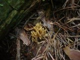 Ramaria flaccida image