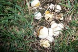 Lycoperdon marginatum image