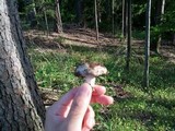 Russula densifolia image