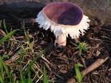 Russula mariae image