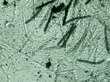 Hypoxylon haematostroma image