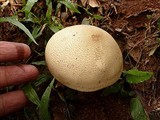 Macrocybe titans image